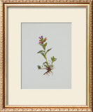 Buy Lungenkraut at AllPosters.com