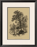 The Ash Tree