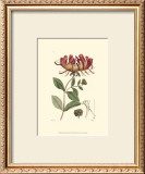 Antique Floral Plate II