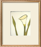 Buy Arum, c.2003 at AllPosters.com