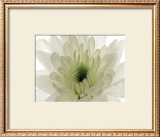 Buy Pureness at AllPosters.com