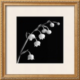 Buy Spring Bells II at AllPosters.com