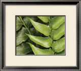 Buy Springtime III at AllPosters.com