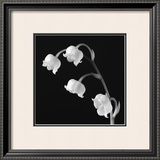 Buy Spring Bells I at AllPosters.com