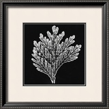 Buy Simplicity at AllPosters.com