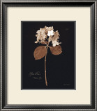 Buy Hydrangea at AllPosters.com