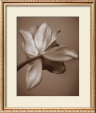 Buy Moonlight Tulip at AllPosters.com
