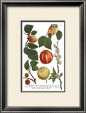 Weinmann Fruits IV