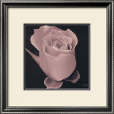 Buy Rose at AllPosters.com