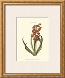 Buy Antique Hyacinth V at AllPosters.com