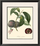 Buy Plums at AllPosters.com