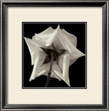 Buy Rose VIII at AllPosters.com