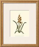 Buy Antique Hyacinth IX at AllPosters.com