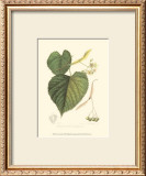 Buy American Linden at AllPosters.com