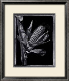Buy Corn at AllPosters.com