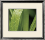 Buy Springtime II at AllPosters.com