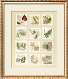 Buy Surrey Garden Fragments at AllPosters.com