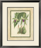 Fitch Orchid VI