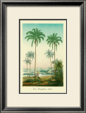Buy Coco Palm at AllPosters.com