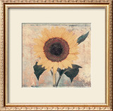Buy Sunflower at AllPosters.com