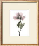 Buy Geranium at AllPosters.com