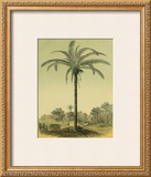 Buy Astrocaryum Palm at AllPosters.com