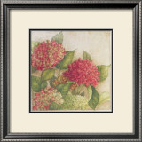 Hortensia II