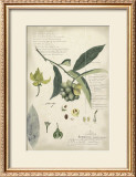 Descube Botanical II