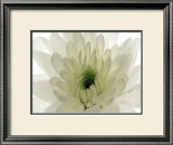 Buy Pureness at AllPosters.com