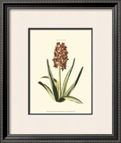 Buy Antique Hyacinth XVI at AllPosters.com