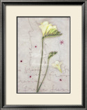Buy Freesia at AllPosters.com