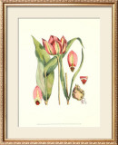 The Tenacious Tulip I