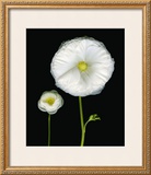 Buy Two Friends II at AllPosters.com