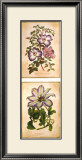 Buy Flowering Clematis at AllPosters.com