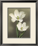 Buy Tulipani at AllPosters.com