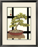 Zen Bonsai III