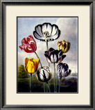 Buy Tulips at AllPosters.com