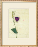 Buy Lizzieanthus at AllPosters.com