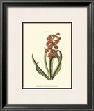 Buy Antique Hyacinth V at AllPosters.com