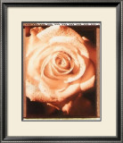 Buy Beautiful Flower II at AllPosters.com