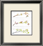 Buy Spring Branches at AllPosters.com