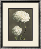 Buy Dalie at AllPosters.com