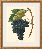 Buy Grapes II at AllPosters.com