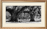 Buy Majestic Oaks II at AllPosters.com