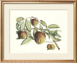 Buy Botanical IV at AllPosters.com