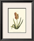 Buy Antique Hyacinth XV at AllPosters.com