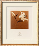 Buy Lily at AllPosters.com