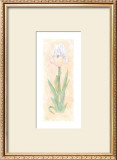 Iris Soliloquy II