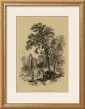 The Ash Tree