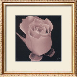 Buy Rose at AllPosters.com